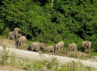 “Dr. Panjit Basumatary Receives Prestigious Animal Welfare Award for Wildlife Conservation Efforts”