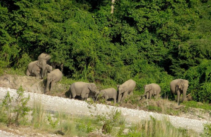 “Dr. Panjit Basumatary Receives Prestigious Animal Welfare Award for Wildlife Conservation Efforts”