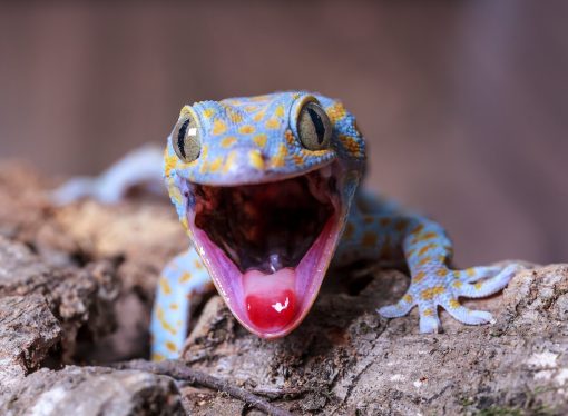 Assam Police Bust ₹6.6 Crore Tokay Gecko Smuggling Ring in Dibrugarh